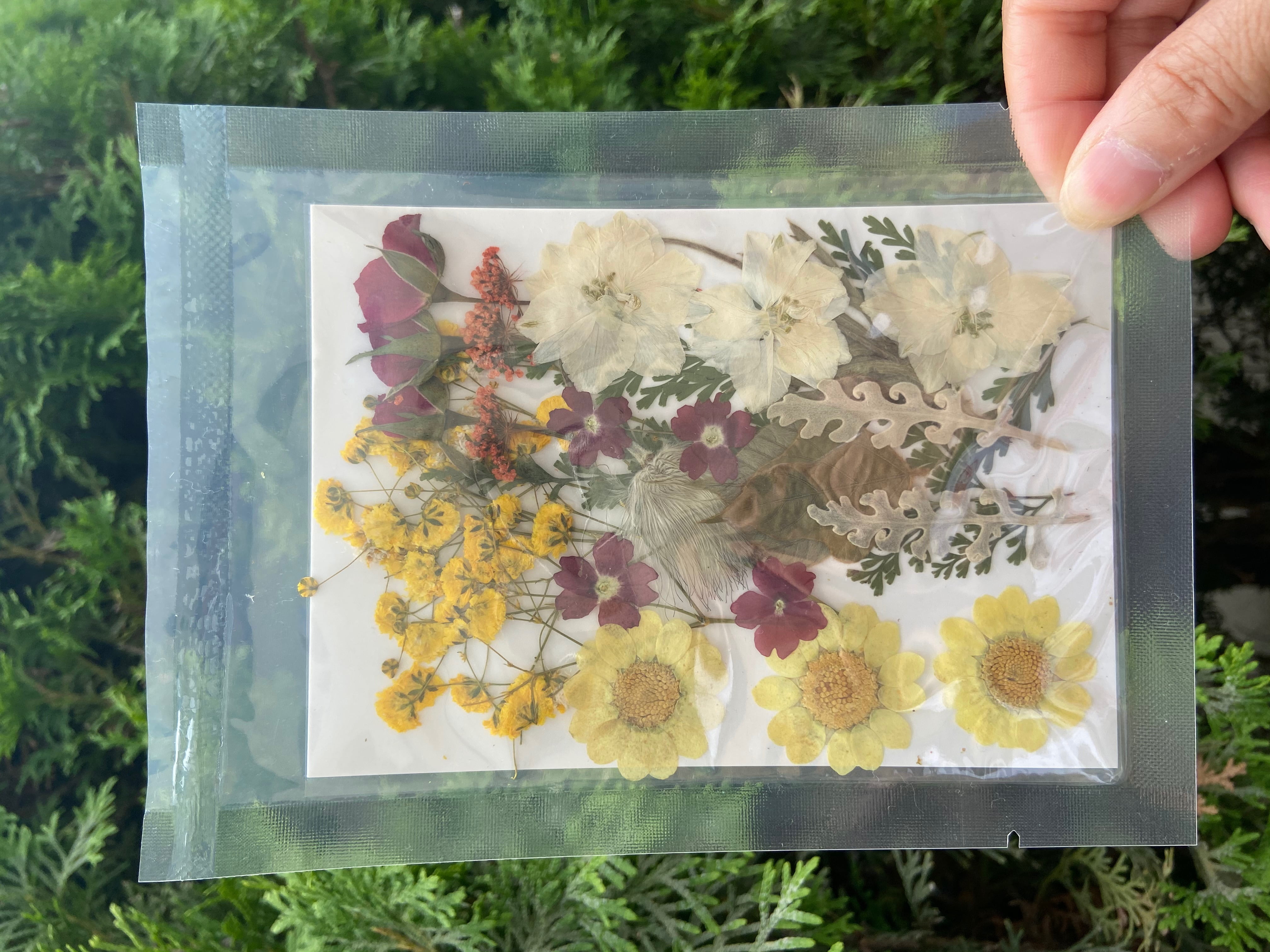 Real Dried Pressed Flowers, StyleTech Assorted Colorful Daisies Leaves