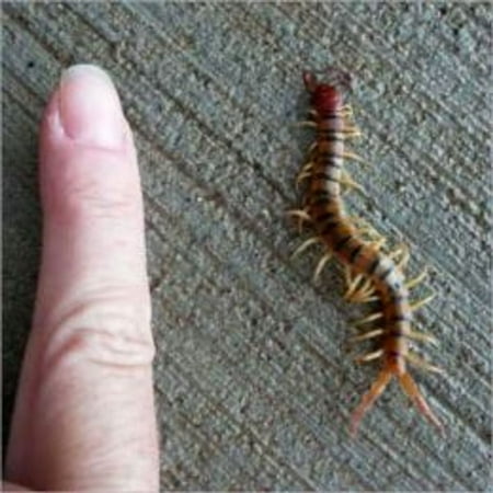A Crash Course on How to Get Rid of Centipedes - (Best Way To Get Rid Of Centipedes)