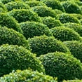 thumbnail image 5 of 6 Green Velvet Boxwood, Live Plants (Buxus ‘Green Velvet’) – Compact Rounded Evergreens, Thriving in 2.5” Nursery Cubes, 5 of 7