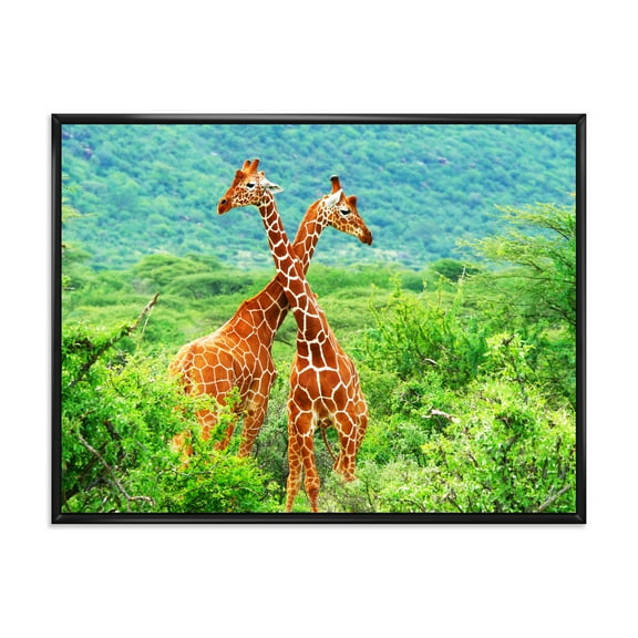 Two Giraffes Fighting In Lush Green Wild 20 in x 12 in Framed Painting Canvas Art Print, by Designart