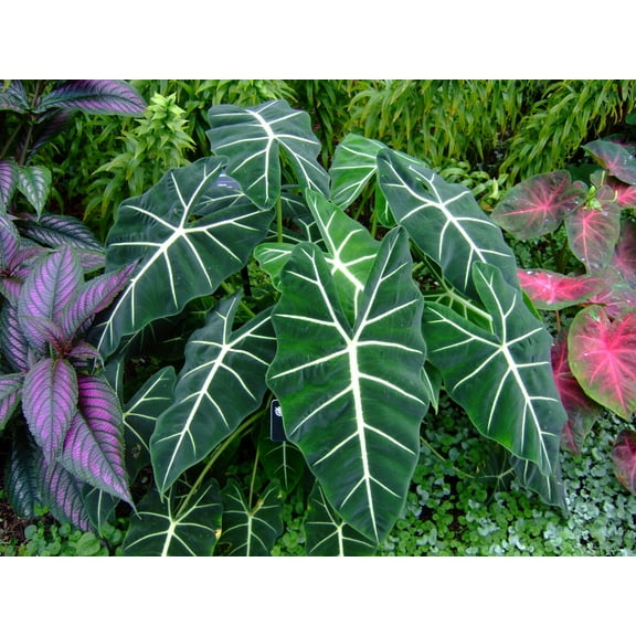 Frydek Alocasia-Green Velvet Elephant Ear-Unique Foliage Plant  6" Pot