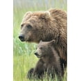 thumbnail image 2 of D Lester, Linda 13x18 Gold Ornate Wood Framed with Double Matting Museum Art Print Titled - Momma Bear and Cub Portrait, 2 of 4