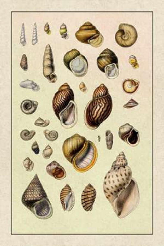 Shells Sessile Cirr