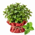 thumbnail image 3 of 2 Peppermint Plants Live Clumps Potted, Size 5-9" in Tall, Fresh Mints Herb for Indoor Outdoor Growing, Culinary Gardening, Cold Hardy and Fast-growing, 3 of 6