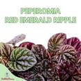 thumbnail image 2 of Red Emerald Ripple Peperomia, 6 inch, Frost Platinum, carperata albovittata, Wrinkle Krinkle Leaf, 2 of 9