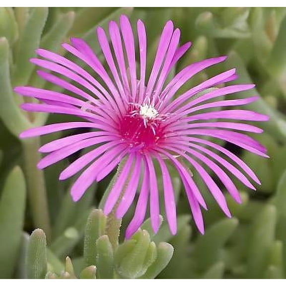 Classy Groundcovers, Cooper's Hardy Ice Plant, Diamond Fig, Icicle Plant, Crystalline Iceplant (25 Pots, 3 1/2 inch square)