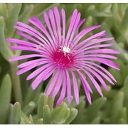 Classy Groundcovers, Cooper's Hardy Ice Plant, Diamond Fig, Icicle Plant, Crystalline Iceplant (25 Pots, 3 1/2 inch square)