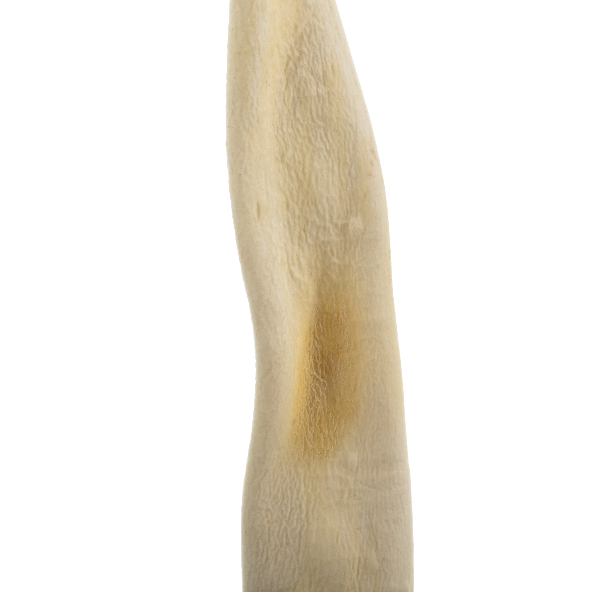 Vickerman 36-38" Bleached Kelp - (Sea Kelp), 1 piece per pack, Dried