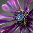 thumbnail image 2 of Sullivans Artificial Plum Purple Daisy Bloom Stem 22"H Purple, 2 of 3