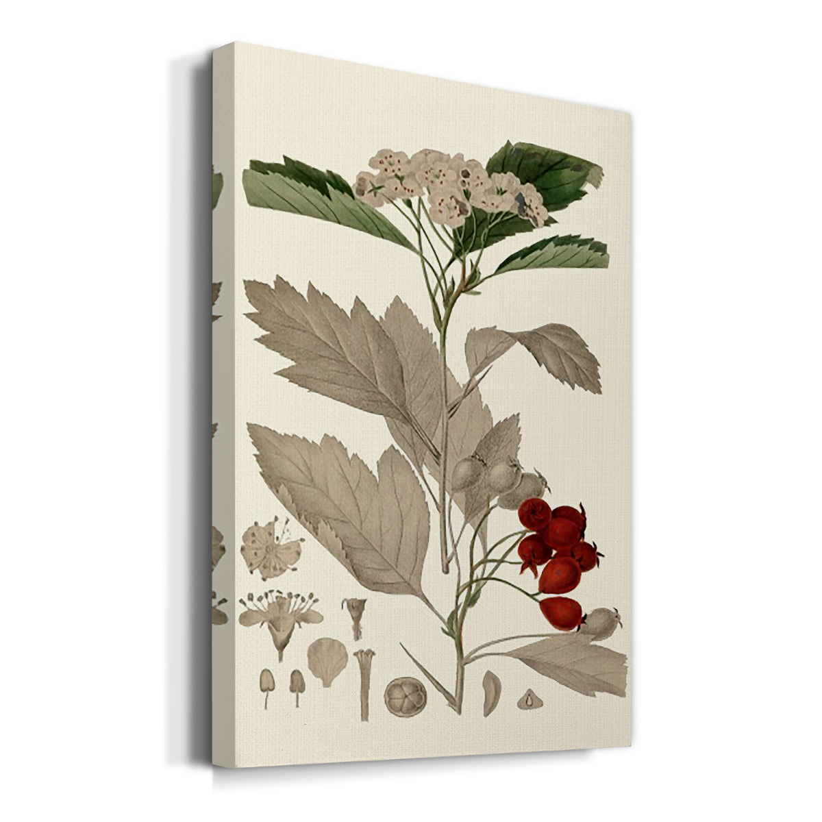 Leaves & Berries I Premium Gallery Wrapped Canvas - Ready to Hang