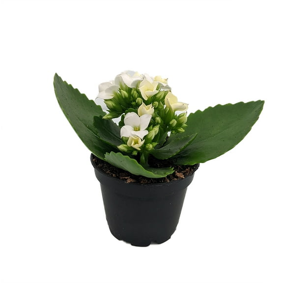 White Kalanchoe - 2.5" Pot - In Bud and Bloom / Easy House Plant