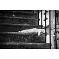 thumbnail image 2 of Polo, Piera 24x17 Black Ornate Wood Framed with Double Matting Museum Art Print Titled - Slow Life, 2 of 4