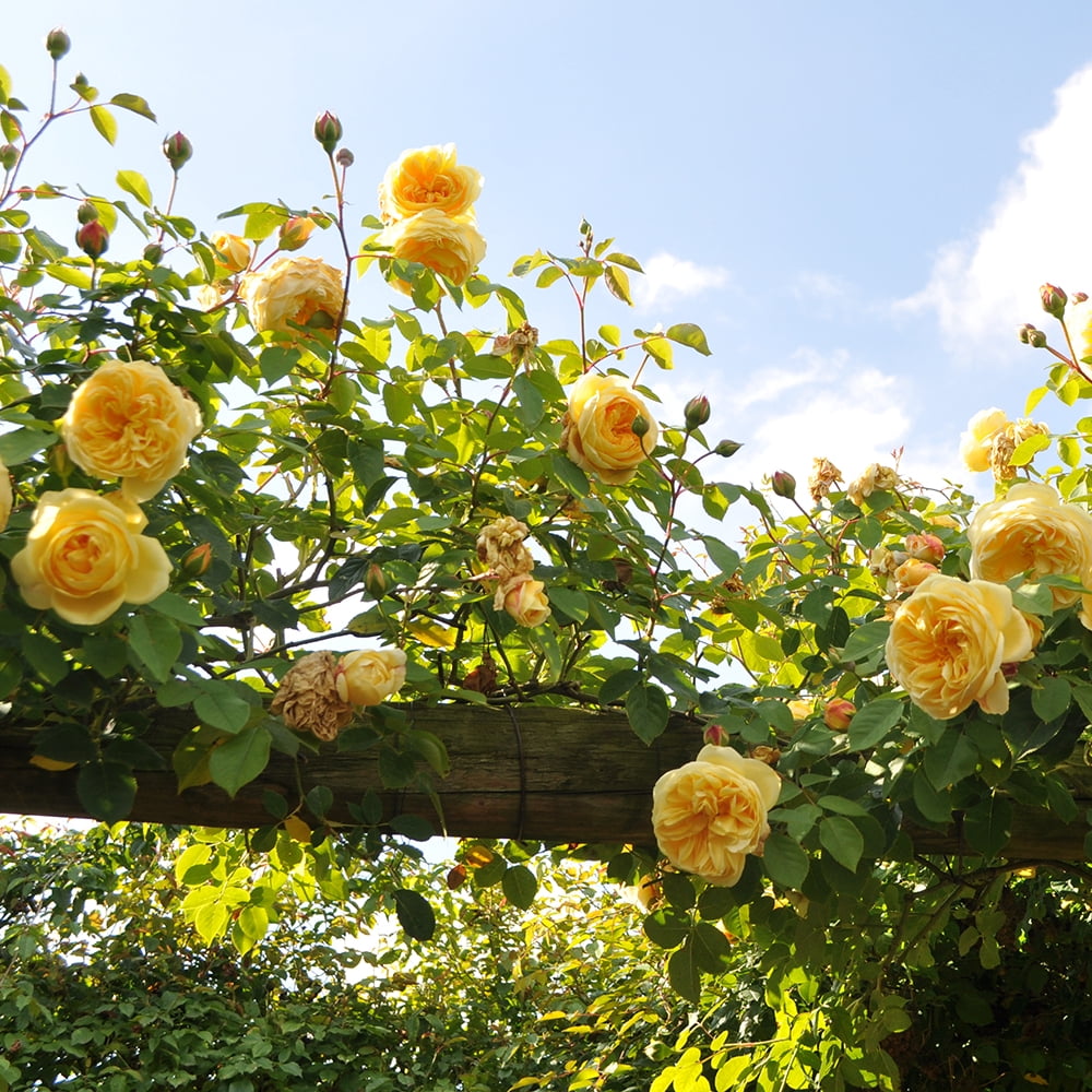 Heirloom Roses Rose Bush - Teasing Georgia™ David Austin , Yellow Live Rose Plant