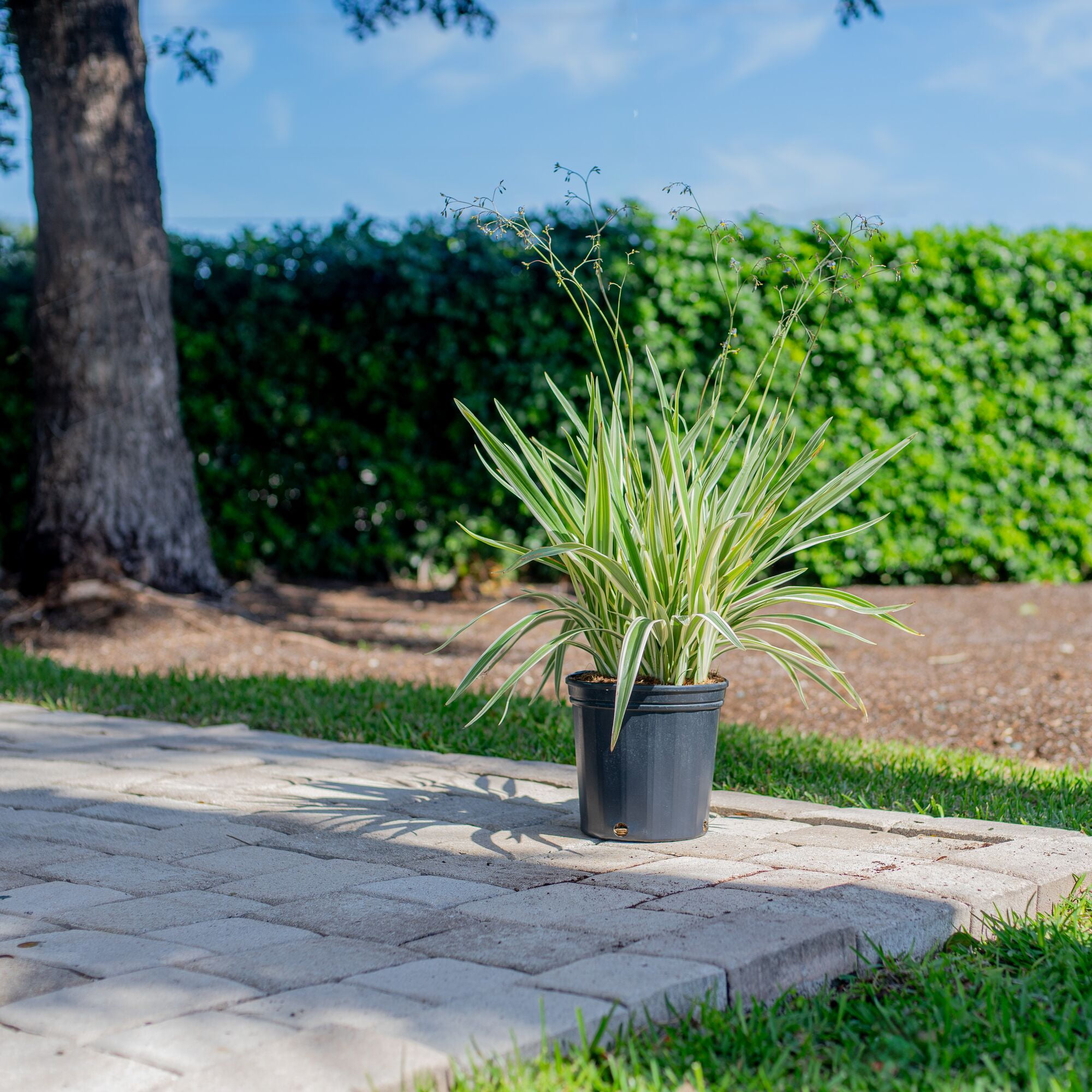 Island Blooms 26" Dianella Live Outdoor Plant in 10" Grower Pot