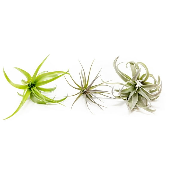 Air Plants The Inca Collection - Live Succulent House Plants - Available in Wholesale and Bulk - Home and Garden Decor - Easy Care Indoor and Outdoor Plants (Pack of 3)