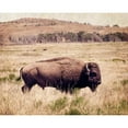 thumbnail image 3 of Van Swearingen, Debra 24x20 Black Modern Framed Museum Art Print Titled - Buffalo I, 3 of 5