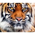 thumbnail image 2 of CafePress - Siberian Tiger Male Throw Blanket - Soft Fleece Throw Blanket, 50"x60" for All Ages, 2 of 2