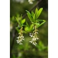 thumbnail image 3 of 15 INDIAN PLUM Osoberry Oregon Oso Berry Oemleria Cerasiformis Fruit Shrub Seeds, 3 of 11