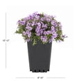 thumbnail image 5 of Expert Gardener 1.5PT Purple Creeping Phlox Live Perennial Plant Sun 5-Pack, 5 of 10