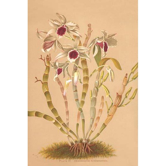 Dendrobium Ainsworth II-Fine Art Canvas Print (20" x 30")