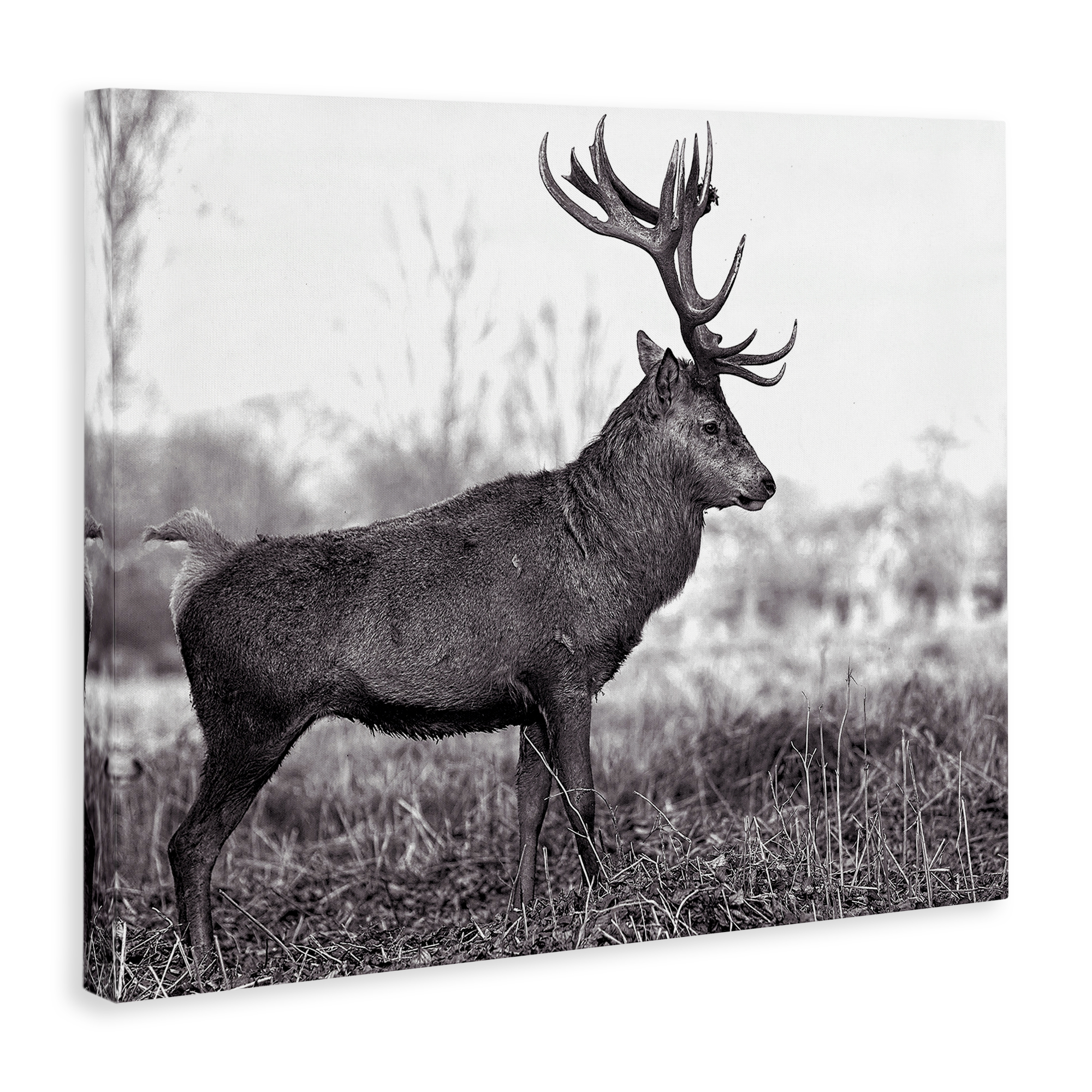 Stupell Industries Elk in Peaceful Forest Animals & Insects Photography Gallery Wrapped Canvas Art Print Wall Art, 20 x 16