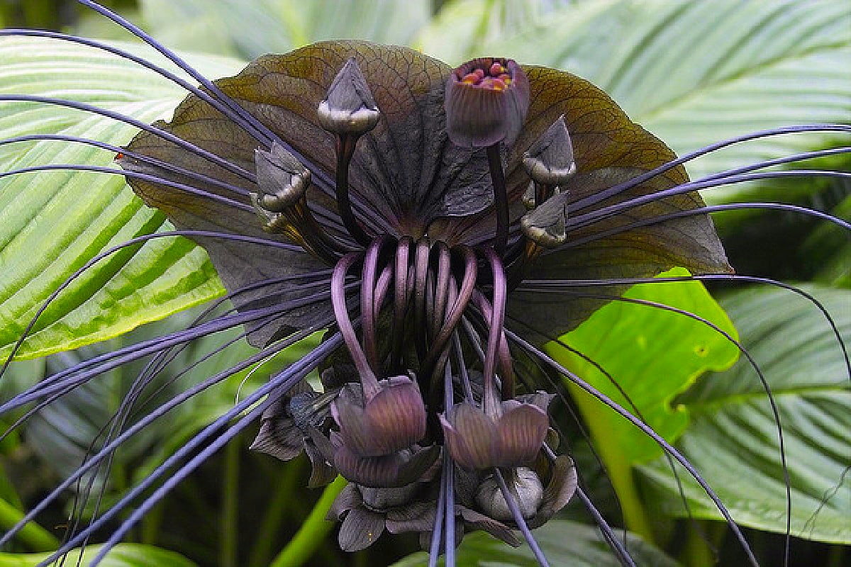 Rare Black Haunting Bat Plant - Tacca - Exotic Houseplant - 6