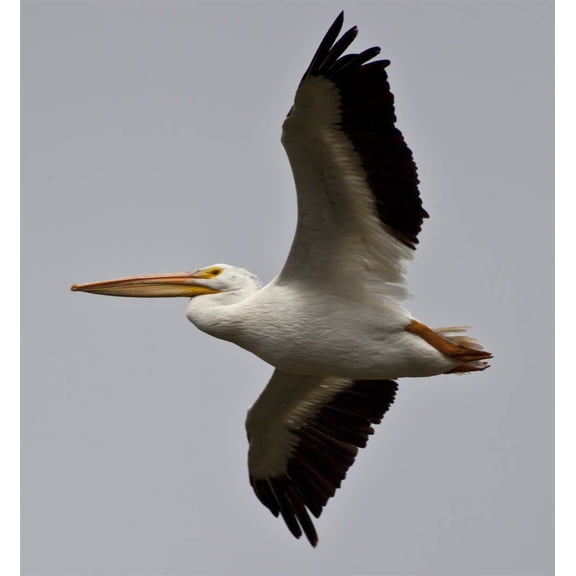 Schmeltzer Pelican Glossy Poster
