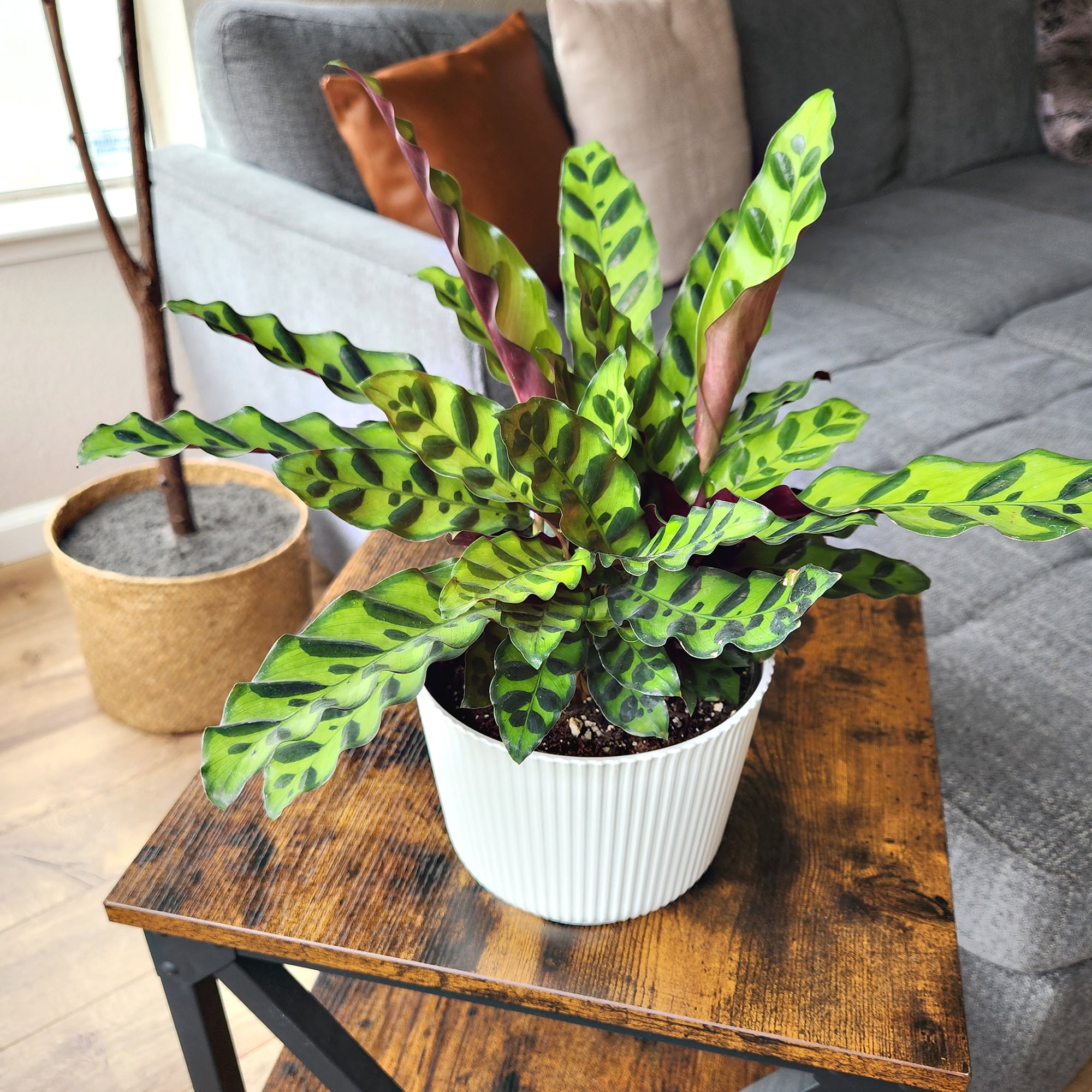 Element Rattlesnake Calathea Lancifolia Live Plant in 6" White Decor Pot (Approx 15" Tall)