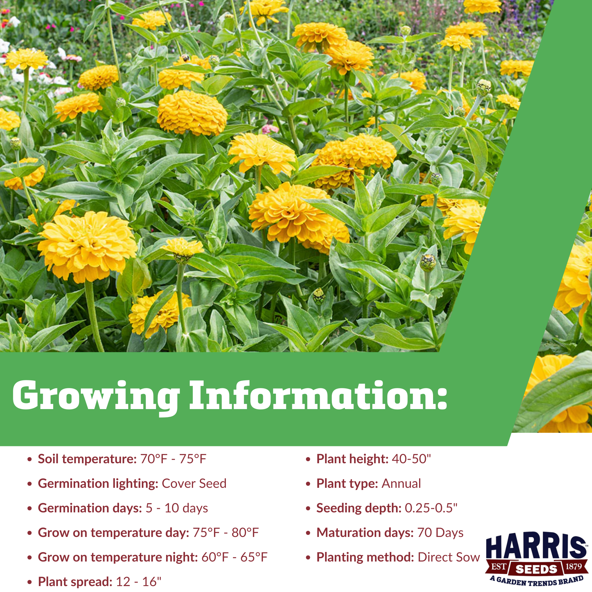 Harris Seeds - Zinnia Seeds - Benary's Giant Golden Yellow Colorful Flowers 1,000 Seeds