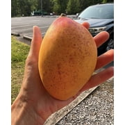 Pickering Mango Grafted. 5 Gallon pot. ship to all states
