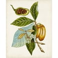 thumbnail image 2 of Unknown 15x18 Black Ornate Wood Framed with Double Matting Museum Art Print Titled - Antique Botanical Study VI, 2 of 4