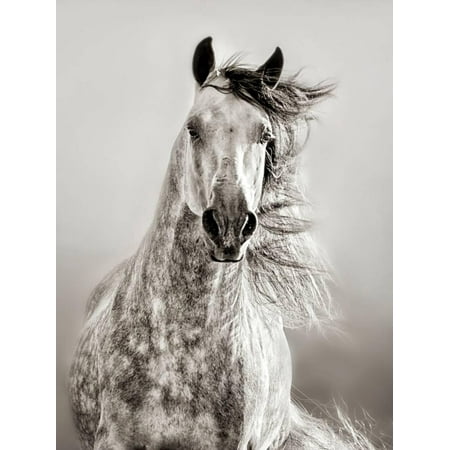 Caballo de Andaluz Horse Portrait Animal Black and White Photography Print Wall Art By Lisa