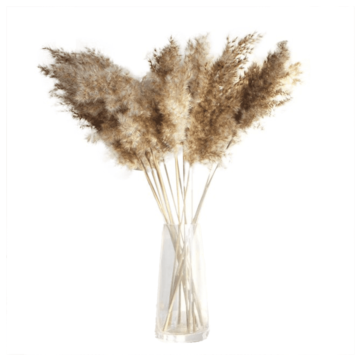 Shooting Props Real Flower Pampas Grass Reed Natural Dried Bouquets Plant Stems 