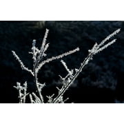 Peel-n-Stick Poster of Frost Iced Wintry Hoarfrost Frozen Poster 24x16 Adhesive Sticker Poster Print