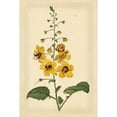 thumbnail image 3 of Curtis 13x18 Black Modern Framed Museum Art Print Titled - Floral Varieties I, 3 of 5