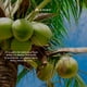 thumbnail image 5 of Dr. Natural Champú Y Acondicionador 2 En 1, Aceite De Coco, 473 ml, 5 of 7