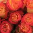 thumbnail image 2 of Meneely, Dan 12x12 Black Ornate Wood Framed with Double Matting Museum Art Print Titled - Peach Roses, 2 of 4