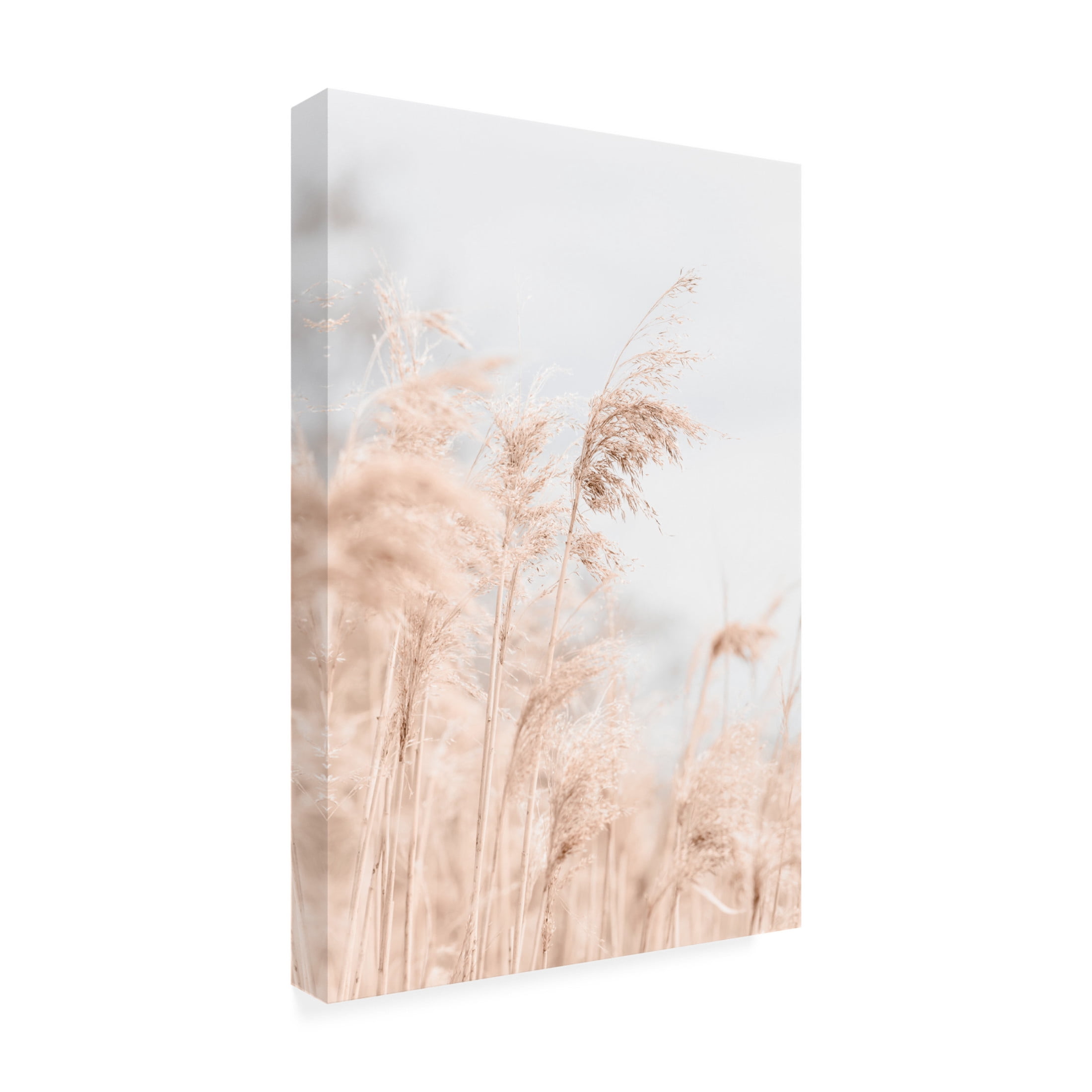 Trademark Fine Art Pictufy Studio Grass Reed And Sky 1 Canvas Wall Art