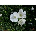 thumbnail image 3 of Serissa Foetida White Flower Snowrose, Tree of a Thousand Stars, Starter Plant, Lot of 2, 3 of 7
