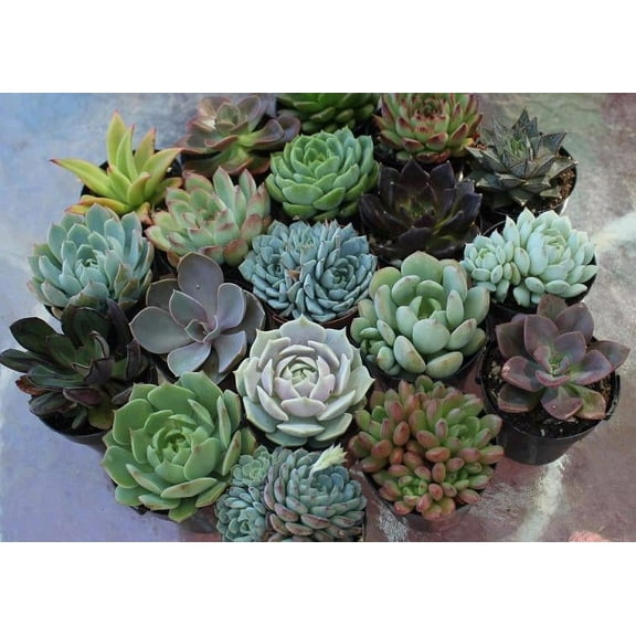 Succulent Wedding Favors by The Succulent Source - Succulents for all occasions - Rosette 2.5" Succulents