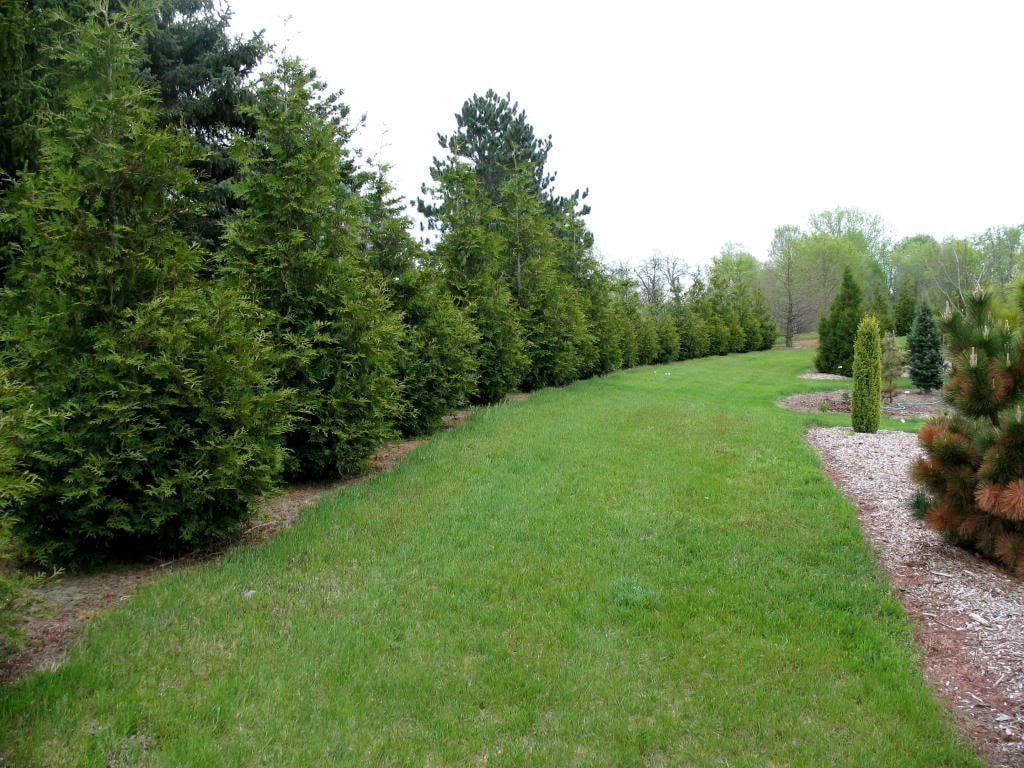Thuja Arborvitae Green Giant - 10 Live Quart Size Plants - Evergreen Privacy Trees