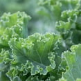 thumbnail image 3 of Kale Seeds (Dwarf CORNET&nbsp;Siberian Improved) (500+ Seeds), 3 of 3