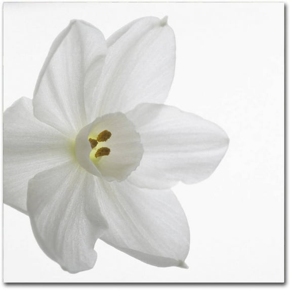 Trademark Fine Art "Paper White" Canvas Art by Kurt Shaffer