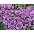 thumbnail image 4 of 100 Walk On Me CREEPING THYME Thymus Serpyllum Herb Flower Seeds, 4 of 4