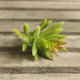 thumbnail image 3 of 10PCS Artificial Succulents Decorative Mini Lifelike Simulated Plants Home Decor, 3 of 10