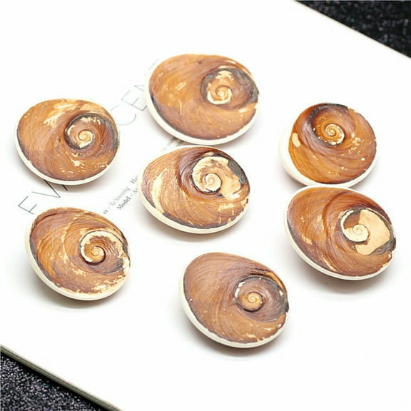 Imitation Shell Fossils Rough Stone Marine Animal Replica Fossil Specimen 3 to 5 Centimeter Pieces Geological Display