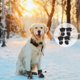thumbnail image 3 of 4pcs Pet Boots Outdoor Waterproof Rain Shoes Anti-slip Dog Shoes Foot Protectors, 3 of 4