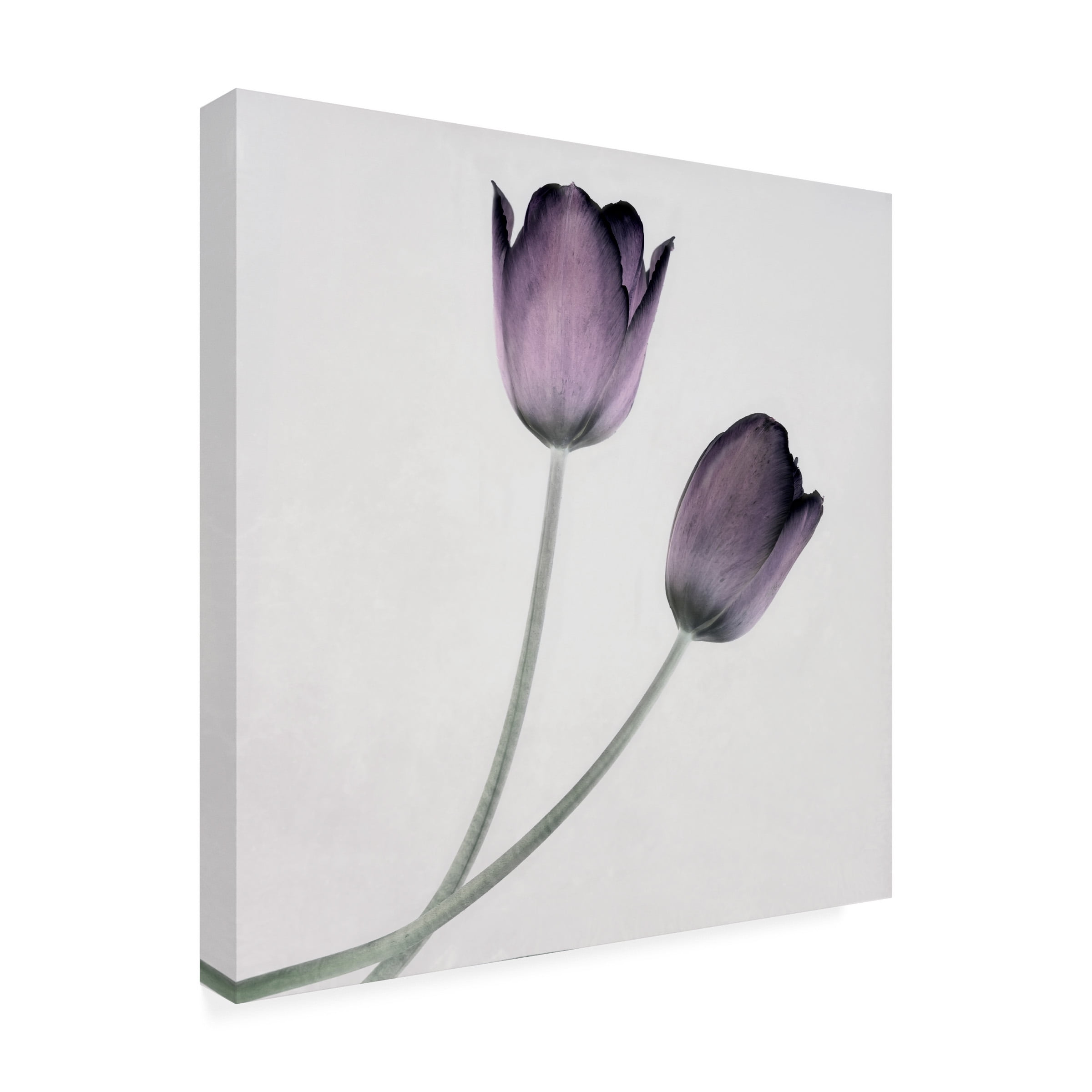 Symposium Design 'Tulip IV' Canvas Art