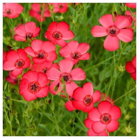 Everwilde Farms - 1/4 lb Scarlet Flax Garden Flower Seeds - Gold Vault Bulk Seed Packet