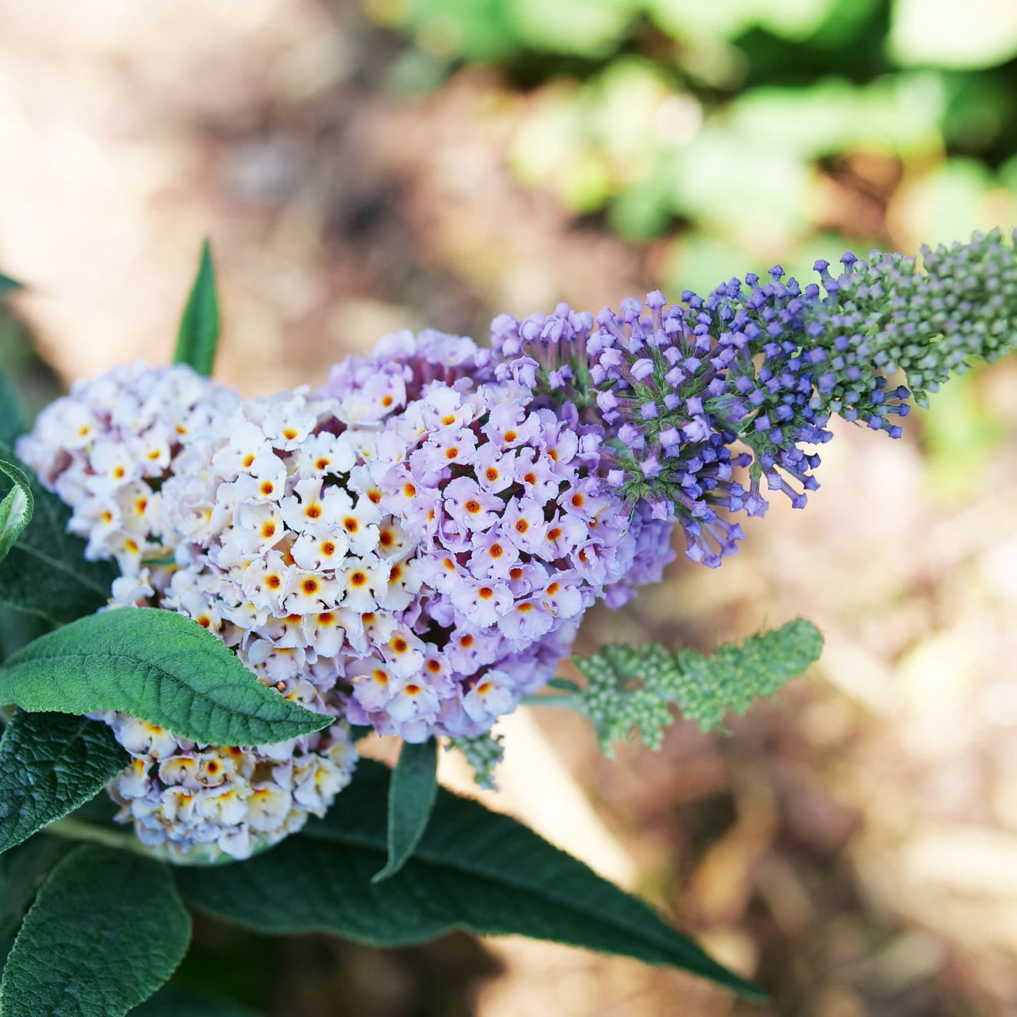 Proven Winners ColorChoice 6" Purple Pugster Sorbet Butterfly Bush Live Plant in 7.5" Pot